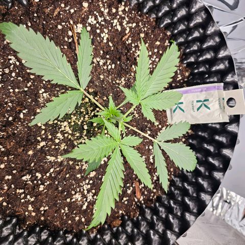 Apfelstrudel (René) growlog timeline photo
