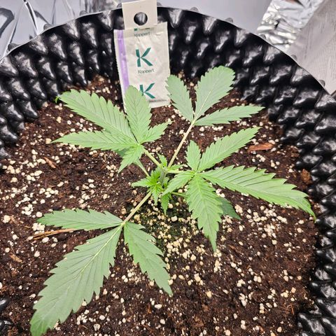 Apfelstrudel (René) growlog timeline photo