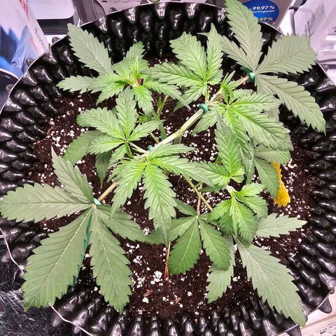 Apfelstrudel (René) growlog timeline photo