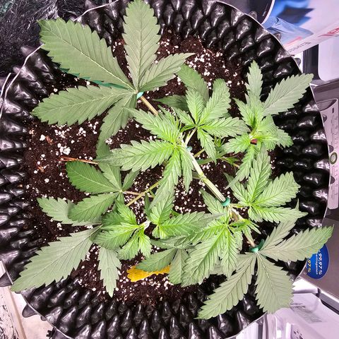 Apfelstrudel (René) growlog timeline photo