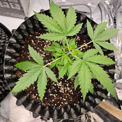 Wedding cake (adriana) growlog timeline photo