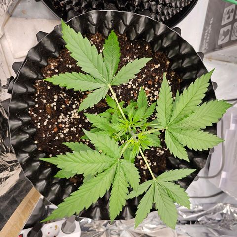 Wedding cake (adriana) growlog timeline photo