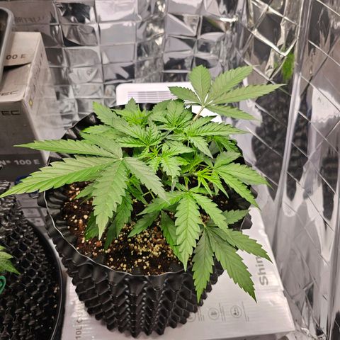 Wedding cake (adriana) growlog timeline photo