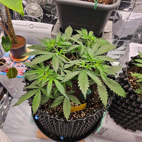 Apfelstrudel (René) growlog timeline photo