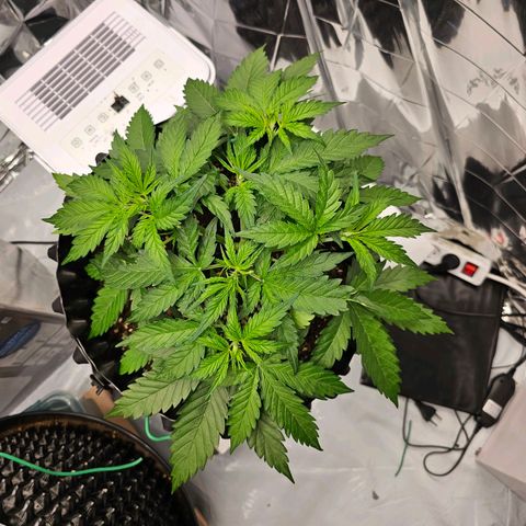 Wedding cake (adriana) growlog timeline photo