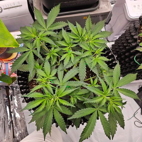 Apfelstrudel (René) growlog timeline photo