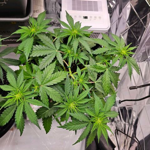 Wedding cake (adriana) growlog timeline photo