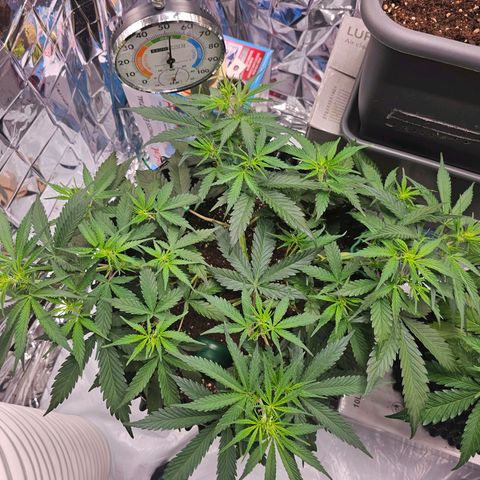 Apfelstrudel (René) growlog timeline photo