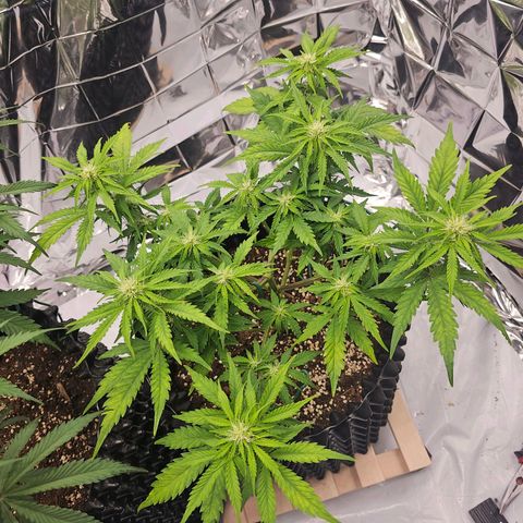 Wedding cake (adriana) growlog timeline photo