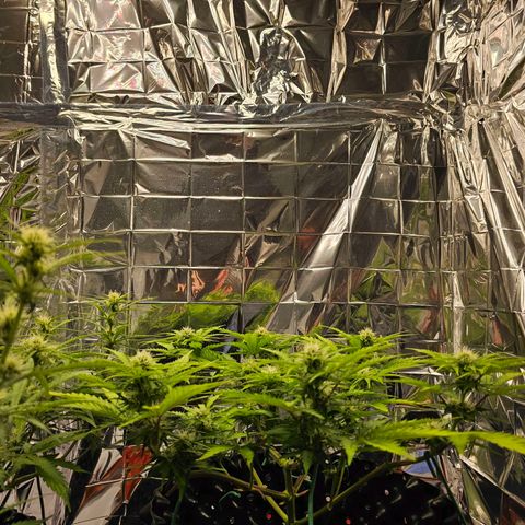 Wedding cake (adriana) growlog timeline photo