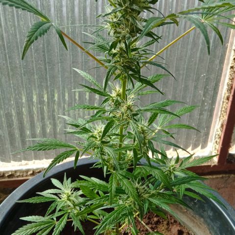 Genética desconhecida growlog timeline photo