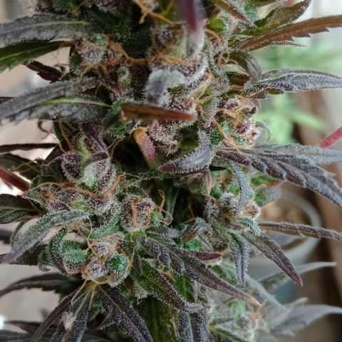 Genética desconhecida growlog timeline photo