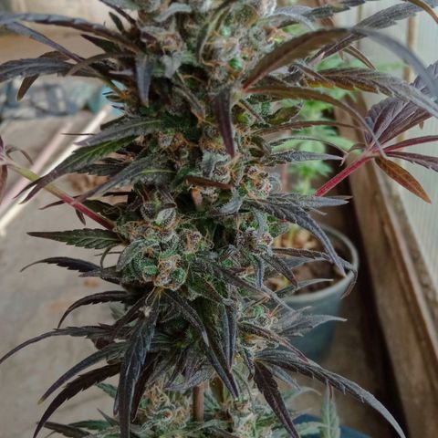 Genética desconhecida growlog timeline photo