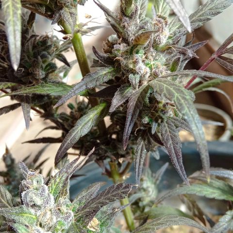 Genética desconhecida growlog photo: Dia de cartar a planta