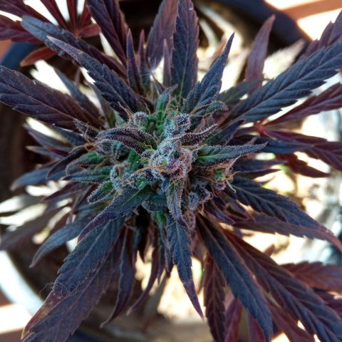 Genética desconhecida growlog photo: Dia de cartar a planta