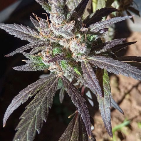 Genética desconhecida growlog photo: Dia de cartar a planta