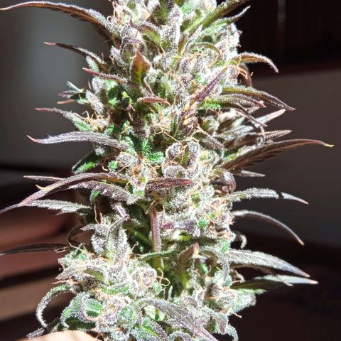Genética desconhecida growlog photo: Dia de cartar a planta
