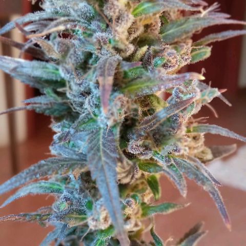 Genética desconhecida growlog photo: Dia de cartar a planta