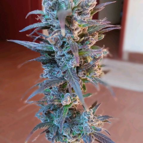 Genética desconhecida growlog photo: Dia de cartar a planta