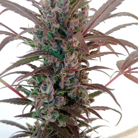 Genética desconhecida growlog photo: Dia de cartar a planta