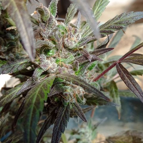 Genética desconhecida growlog photo: Dia de cartar a planta