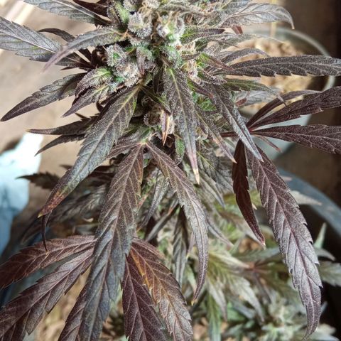 Genética desconhecida growlog photo: Dia de cartar a planta