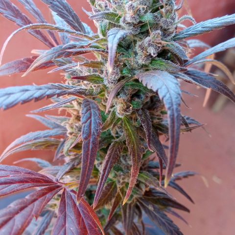 Genética desconhecida growlog photo: Dia de cartar a planta