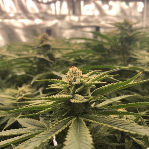 Chernobyl S1 (Slymer Cut) growlog timeline photo