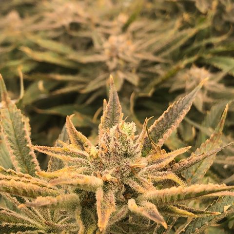 Chernobyl S1 (Slymer Cut) growlog timeline photo