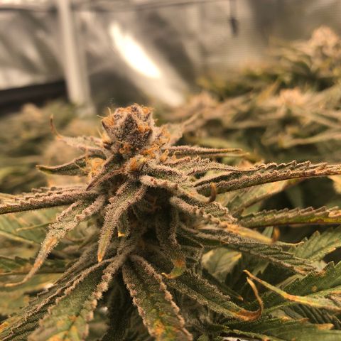 Chernobyl S1 (Slymer Cut) growlog timeline photo