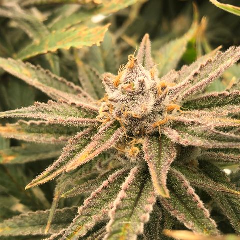 Chernobyl S1 (Slymer Cut) growlog timeline photo