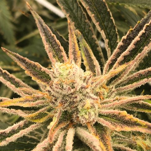 Chernobyl S1 (Slymer Cut) growlog timeline photo