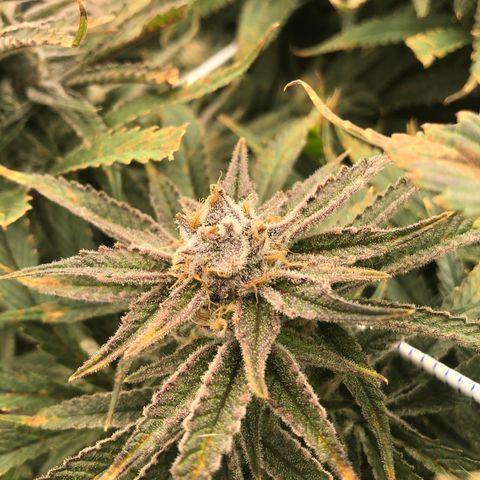 Chernobyl S1 (Slymer Cut) growlog timeline photo