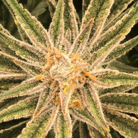Chernobyl S1 (Slymer Cut) growlog timeline photo