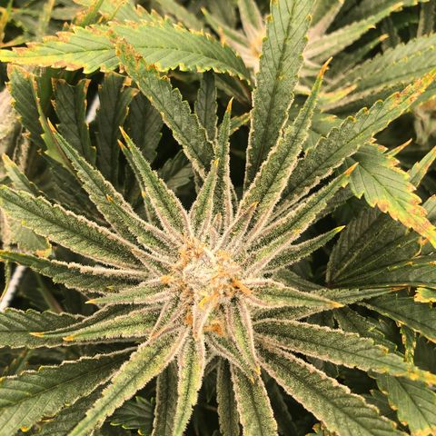 Chernobyl S1 (Slymer Cut) growlog timeline photo
