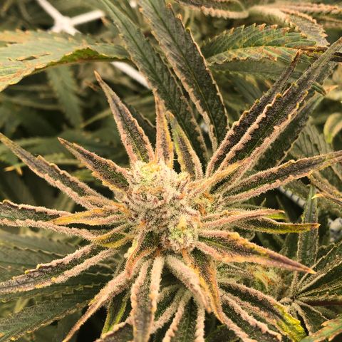 Chernobyl S1 (Slymer Cut) growlog timeline photo