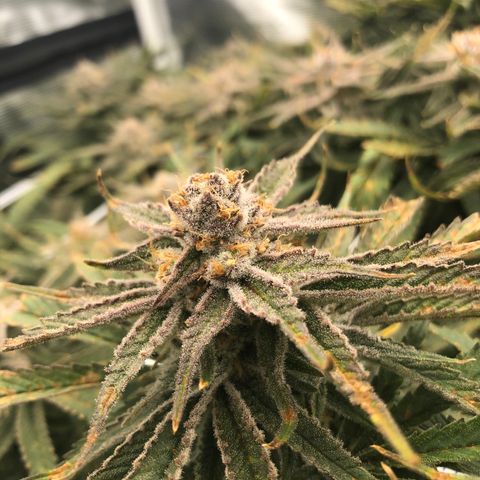 Chernobyl S1 (Slymer Cut) growlog timeline photo