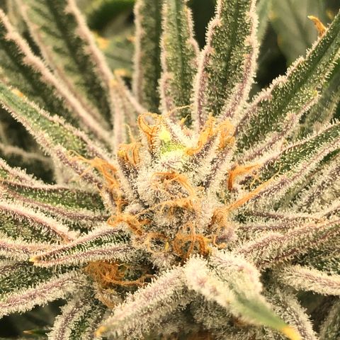 Chernobyl S1 (Slymer Cut) growlog timeline photo