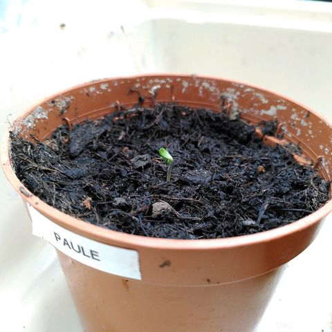 Paule growlog photo: <3
