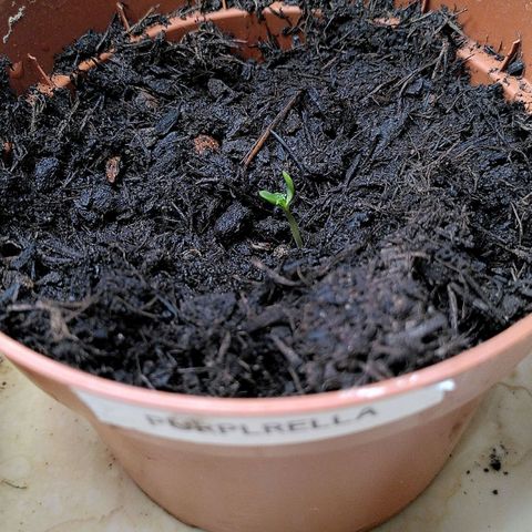 Purplerella growlog photo: Helped it out with removing shell fragment that was stuck