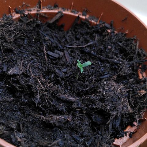 Kalle growlog timeline photo