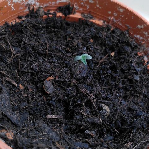 Paule growlog timeline photo