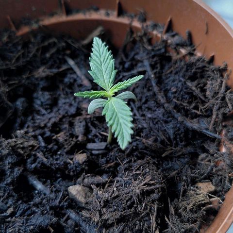 Kalle growlog photo: Light to 45cm 100%, watered, humidifier on 2, 28 c