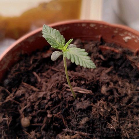 Paule growlog photo: Light to 45cm 100%, watered, humidifier on 2, 28 c