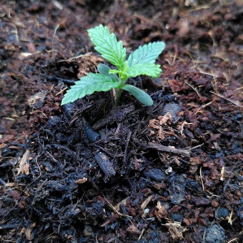 Purplerella growlog photo: Bigger pot, different earth, compo bio flower earth with Coco and Granulat,