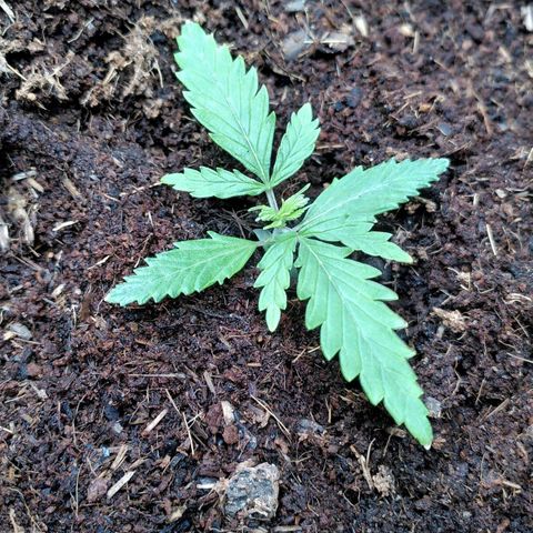 Kalle growlog photo: Bigger pot, different earth, compo bio flower earth with Coco and Granulat,