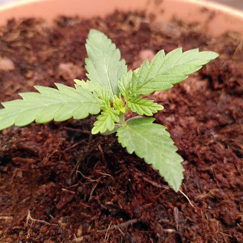 Paule growlog photo: Bigger pot, different earth, compo bio flower earth with Coco and Granulat,