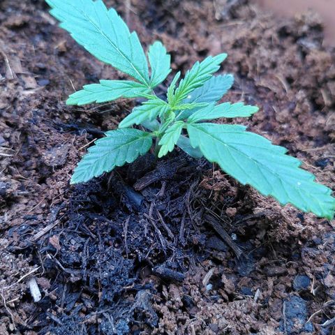 Purplerella growlog timeline photo