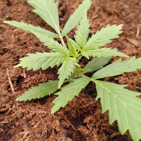Kalle growlog timeline photo