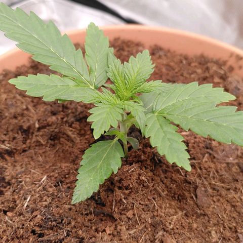 Paule growlog timeline photo
